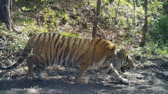 2024今晚澳门开大众网,科学分析解释说明_ENQ50.289显示版