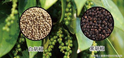 海南白胡椒最新价格及其背后的温情故事