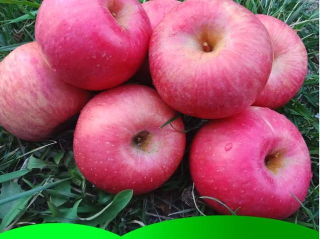 山西富士苹果最新价格指南,了解最新价格信息