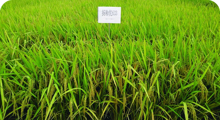 江西最新审定水稻品种,农业科技的进步与希望种子揭晓