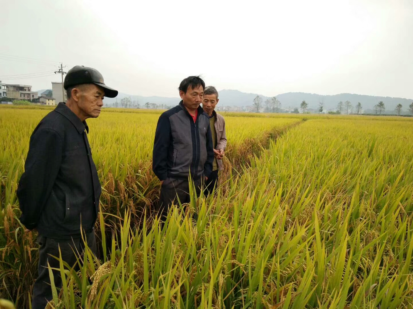 江西最新审定水稻品种,农业科技的进步与希望种子揭晓