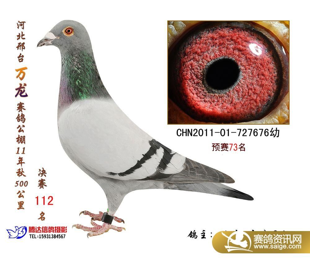 乐都信鸽最新公告，启程自然之旅，探寻美景与内心平静