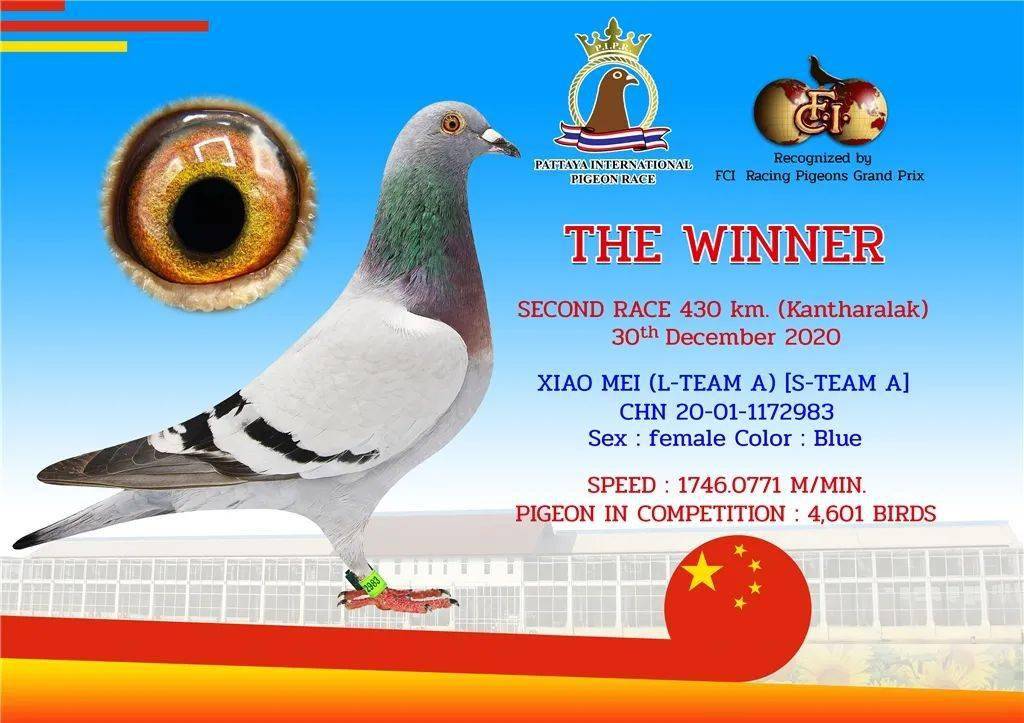 乐都信鸽最新公告,启程自然之旅,探寻美景与内心平静