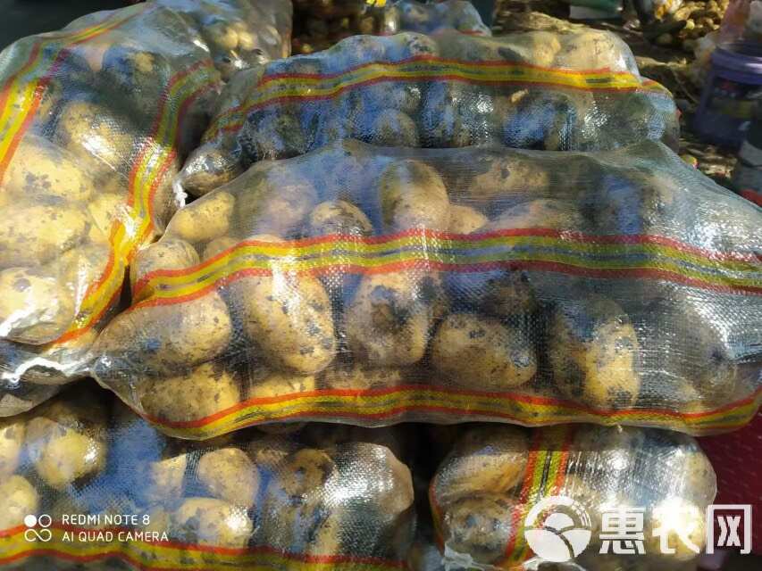 尤金土豆最新价格获取指南,理解步骤与洞悉价格行情