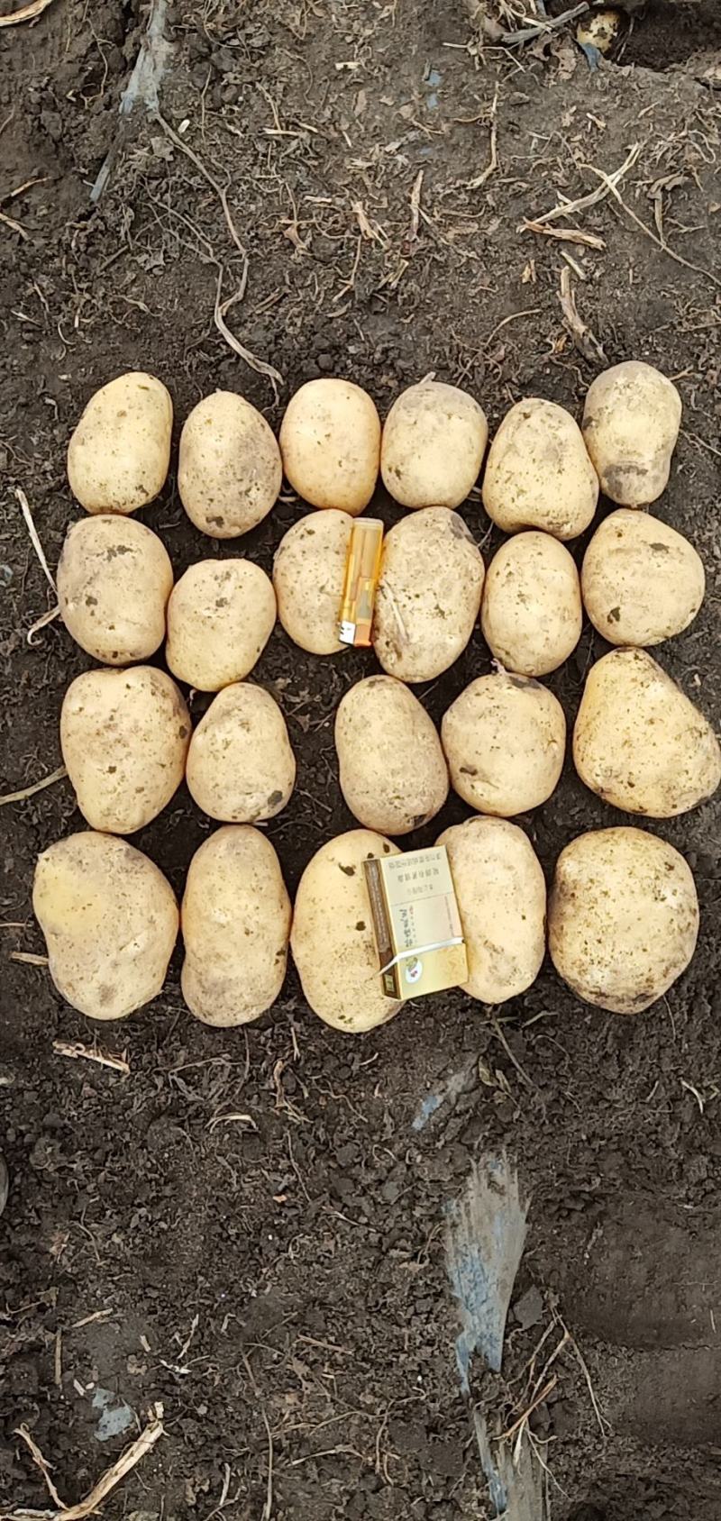 尤金土豆最新价格获取指南,理解步骤与洞悉价格行情