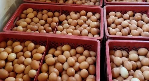 上海鸡蛋今日最新报价,科技引领鸡蛋市场新纪元