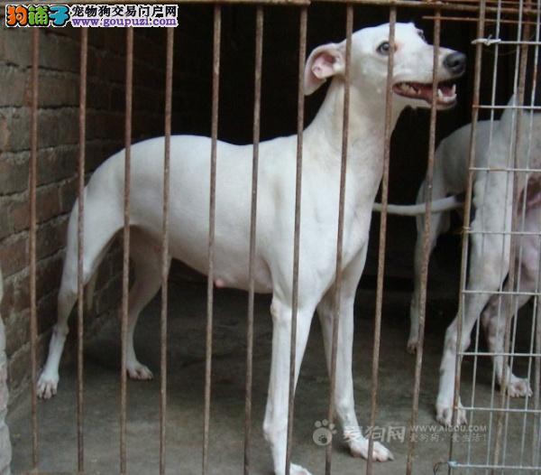 最新猎犬明码买卖区,最新猎犬明码买卖区——猎犬的温馨日常故事