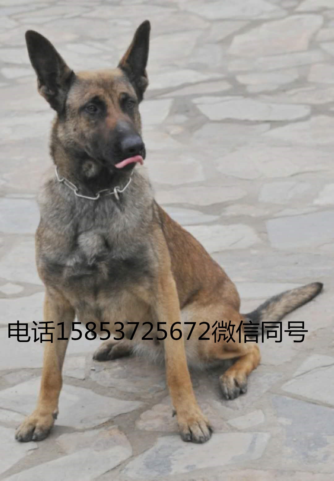 最新猎犬明码买卖区,最新猎犬明码买卖区——猎犬的温馨日常故事