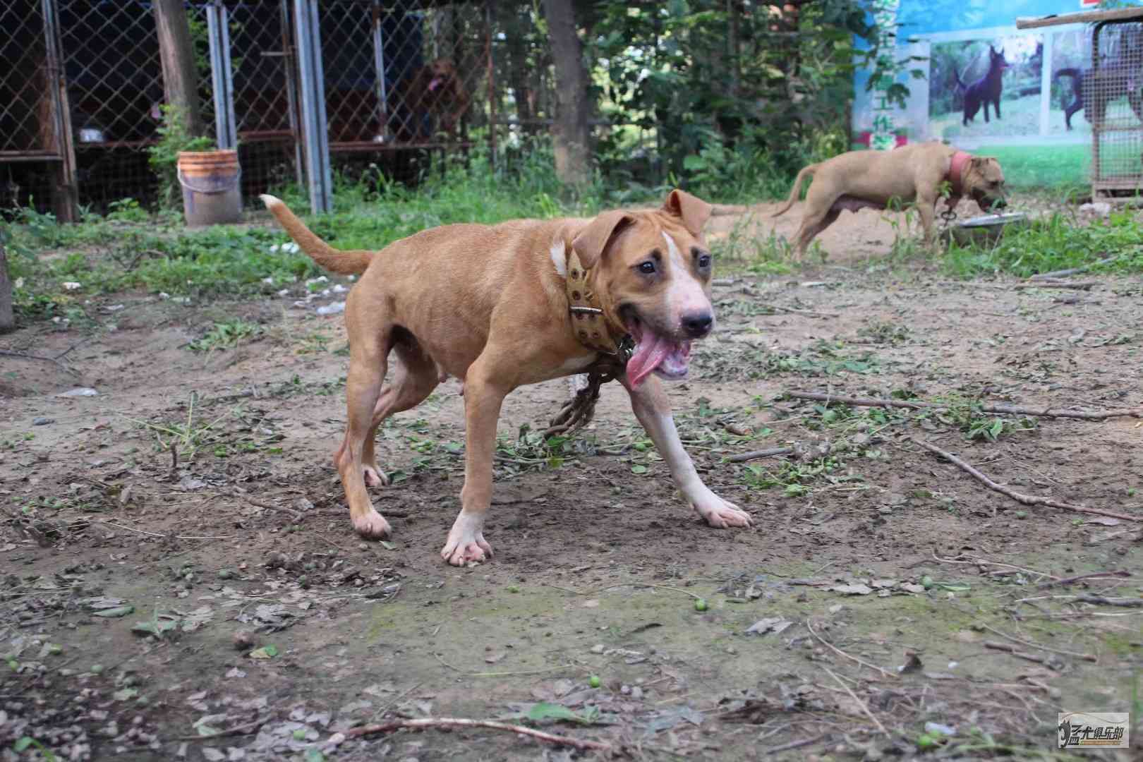 最新猎犬明码买卖区,最新猎犬明码买卖区——猎犬的温馨日常故事