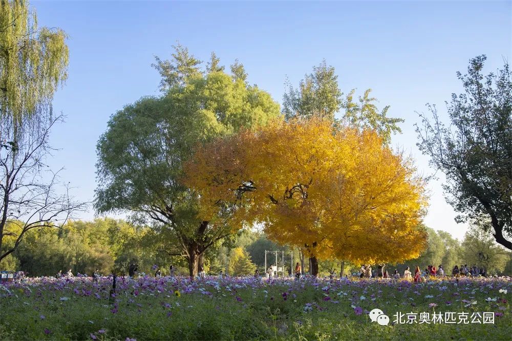 辛集奥森最新报价及市场趋势解析,选购建议与深度剖析