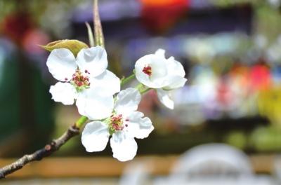 兰州什川最新规划,未来蓝图绽放,打造美丽新篇章