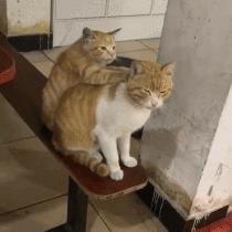 北京金刚298最新报价指南,如何获取并了解最新汽车报价详解