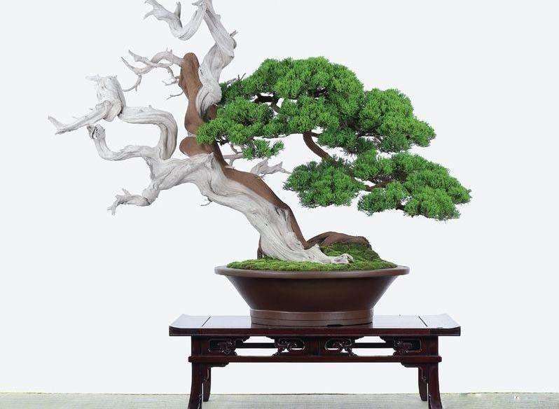 黑松盆景制作视频教程,从入门到精通的艺术之旅