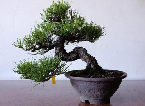 黑松盆景制作视频教程,从入门到精通的艺术之旅