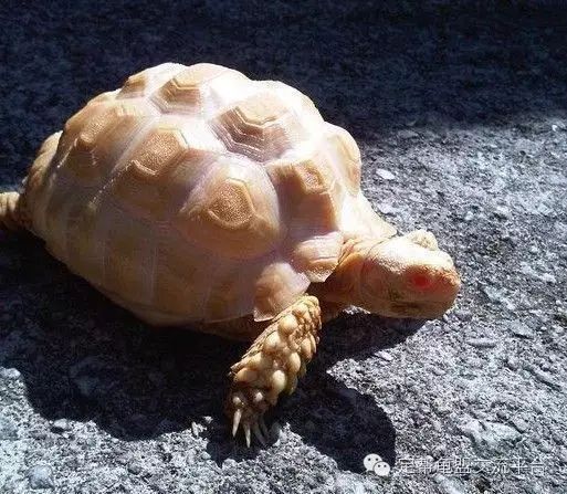 最新白化石龟价格概览,市场走势与购买指南