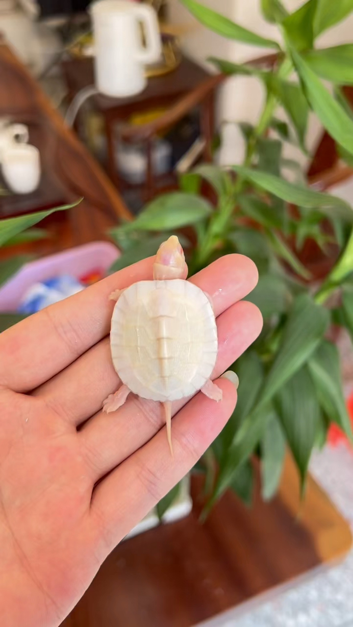 最新白化石龟价格概览,市场走势与购买指南