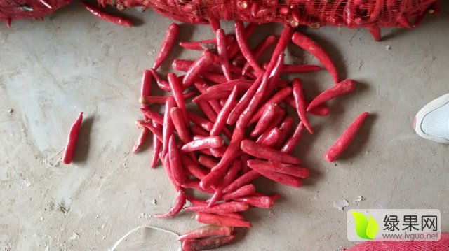 山东金乡辣椒最新价格,时代味道与市场的脉动同步更新