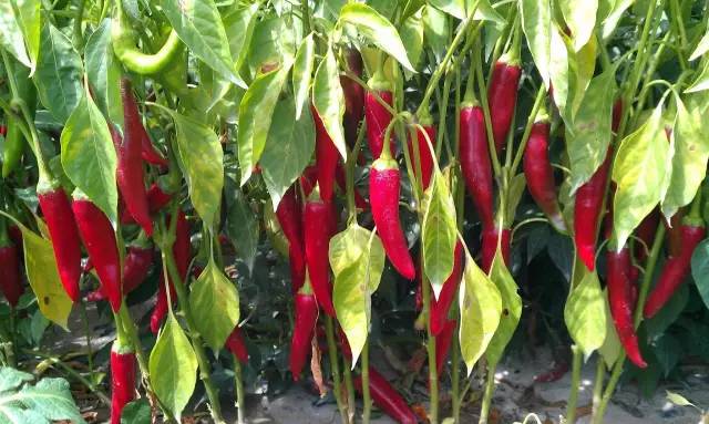 山东金乡辣椒最新价格,时代味道与市场的脉动同步更新