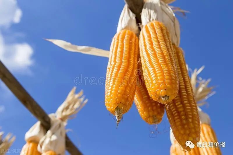 山西玉米最新价格动态,变化中的学习助力自信与梦想实现