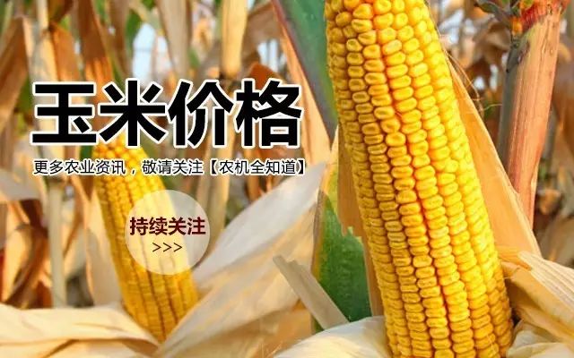 山西玉米最新价格动态,变化中的学习助力自信与梦想实现