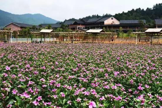 黄姚花海最新图片,自然之美的绚烂绽放