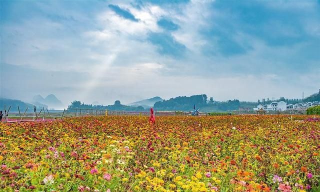 黄姚花海最新图片,自然之美的绚烂绽放