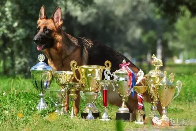 最新赛级德牧冠军荣耀揭晓,英雄时刻揭秘🏆