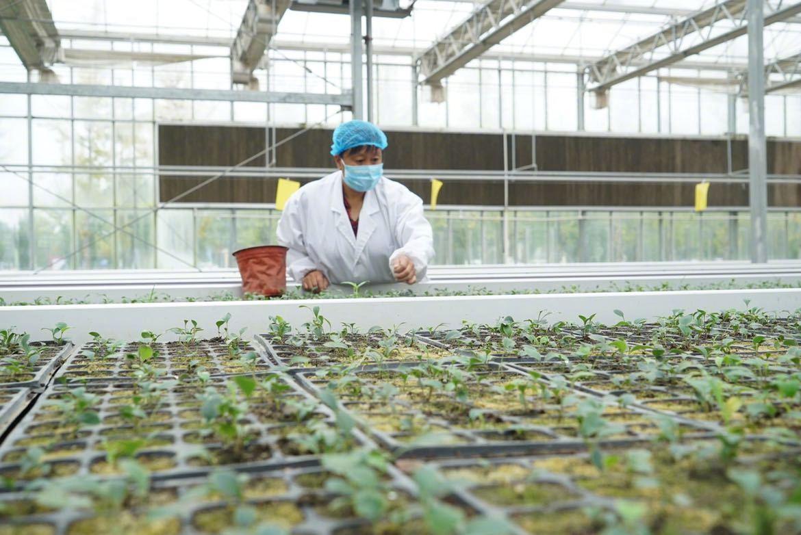 安国中药都最新消息,安国中药都最新消息,变化中的自信与成就感