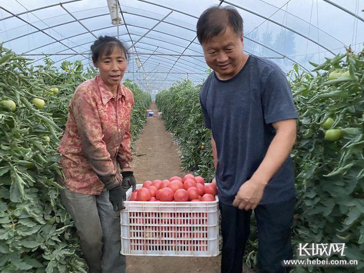 永年县蔬菜最新价格,科技智能引领新生活体验新篇章
