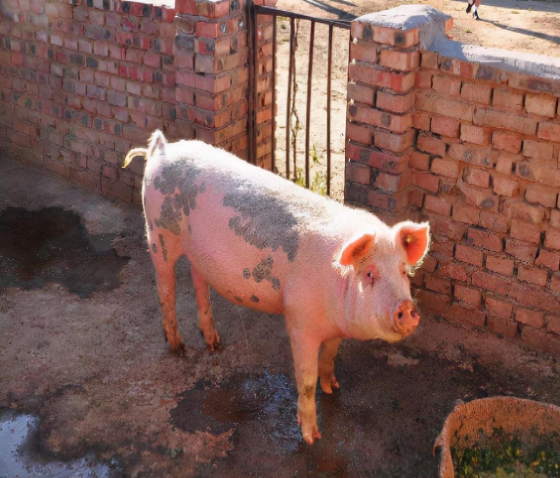 最新畜禽屠宰管理条例下的自然美景探索之旅