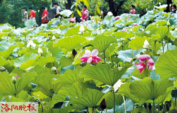 洛阳莲庄最新新闻,洛阳莲庄最新新闻,如何获取并了解洛阳莲庄的最新新闻