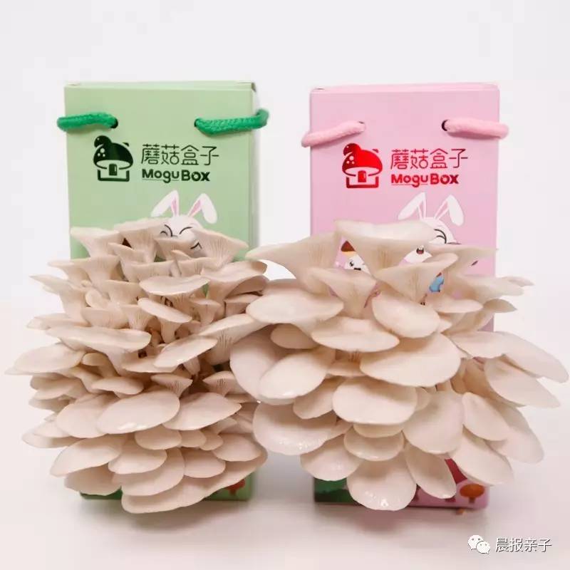 最新蘑菇盒子,家居装饰与种植的新潮流之选