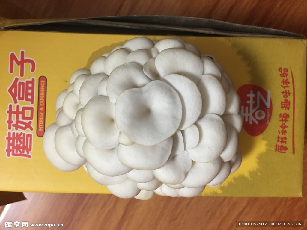 最新蘑菇盒子,家居装饰与种植的新潮流之选