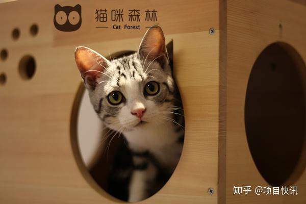 最新猫咪卡,最新猫咪卡，高科技重塑猫奴生活，体验前所未有的智能关爱