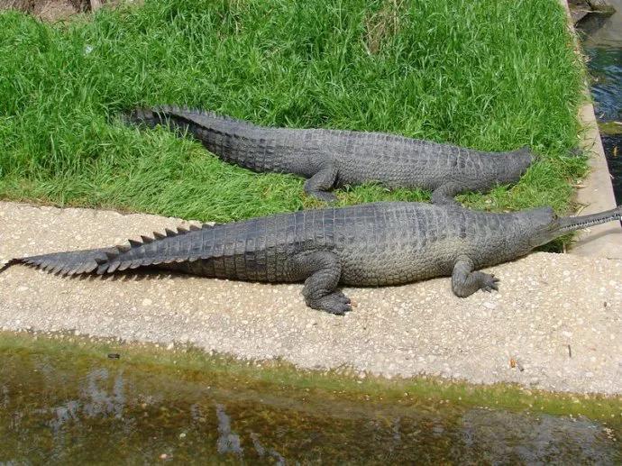 印度最新死亡信息及获取步骤指南(全用户适用)