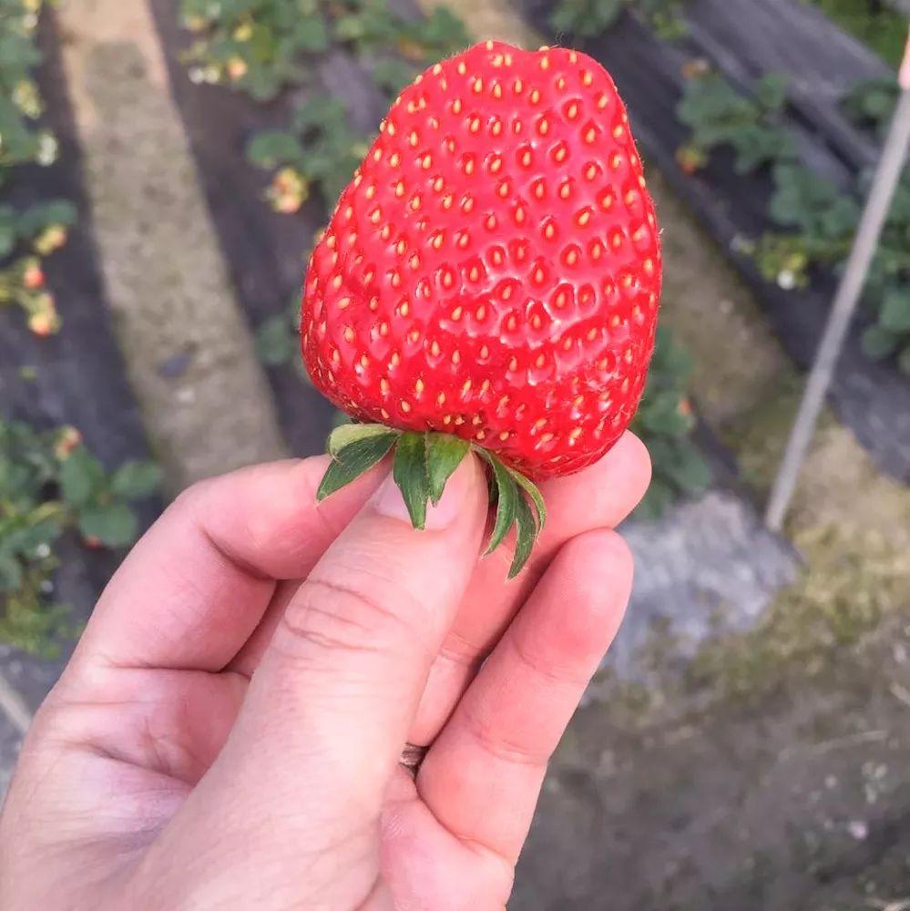 探索果实鲜美的奥秘,最新鲜果品种大揭秘