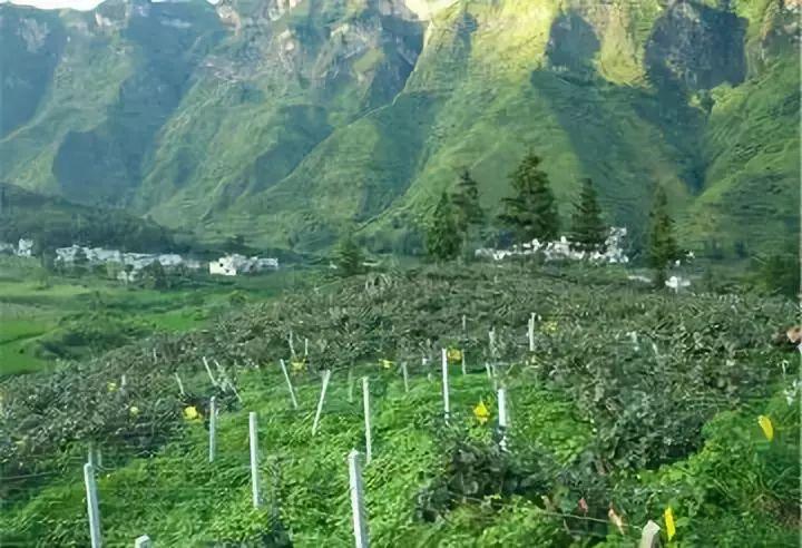 探索果实鲜美的奥秘,最新鲜果品种大揭秘