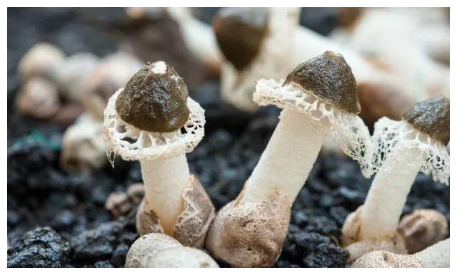 最新鸡枞,美味菌菇的探秘之旅