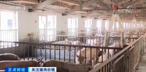 最新猪肉科技股产品介绍及市场动态分析