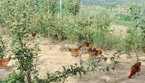 最新养鸡知识科普,科学养殖与高效管理之道