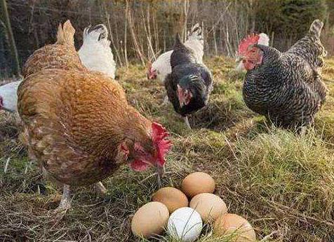 最新养鸡知识科普,科学养殖与高效管理之道