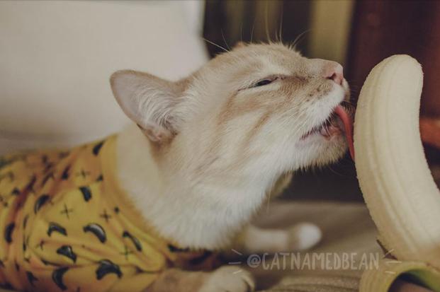 香蕉的历史、影响与现代地位,探索吃香蕉的最新趋势