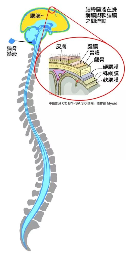 最新脊髓治疗观点论述与进展探索
