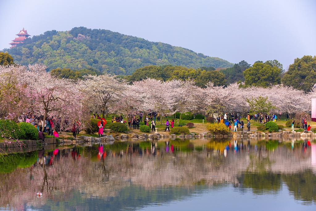 最新武汉樱花,最新武汉樱花,绽放的学习之旅,自信与成就感的源泉