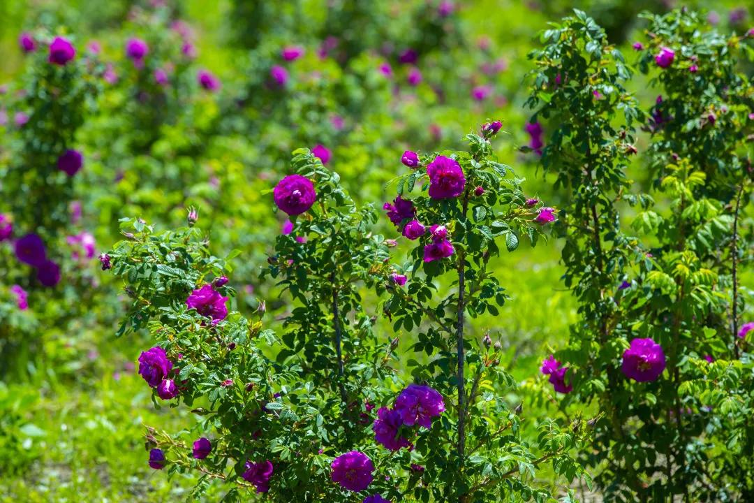 香薰谷最新论述分享