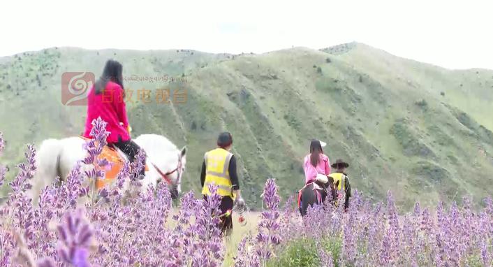 香薰谷最新论述分享