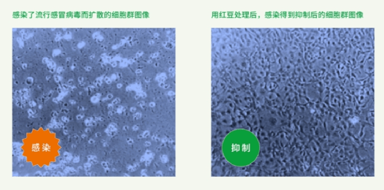 最新抑制病毒,最新抑制病毒神器，科技之光照亮生活，护航健康新时代