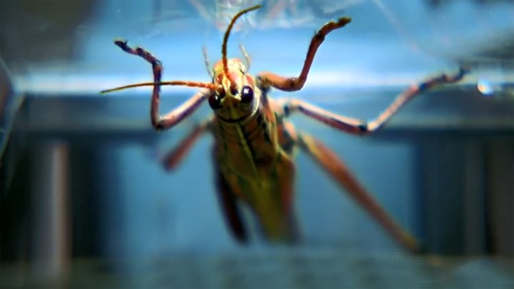 蝗虫灾难与生态的银幕叙事,最新电影解析