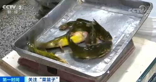桂鱼最新价格动态，市场走势、各方观点与个人立场分析
