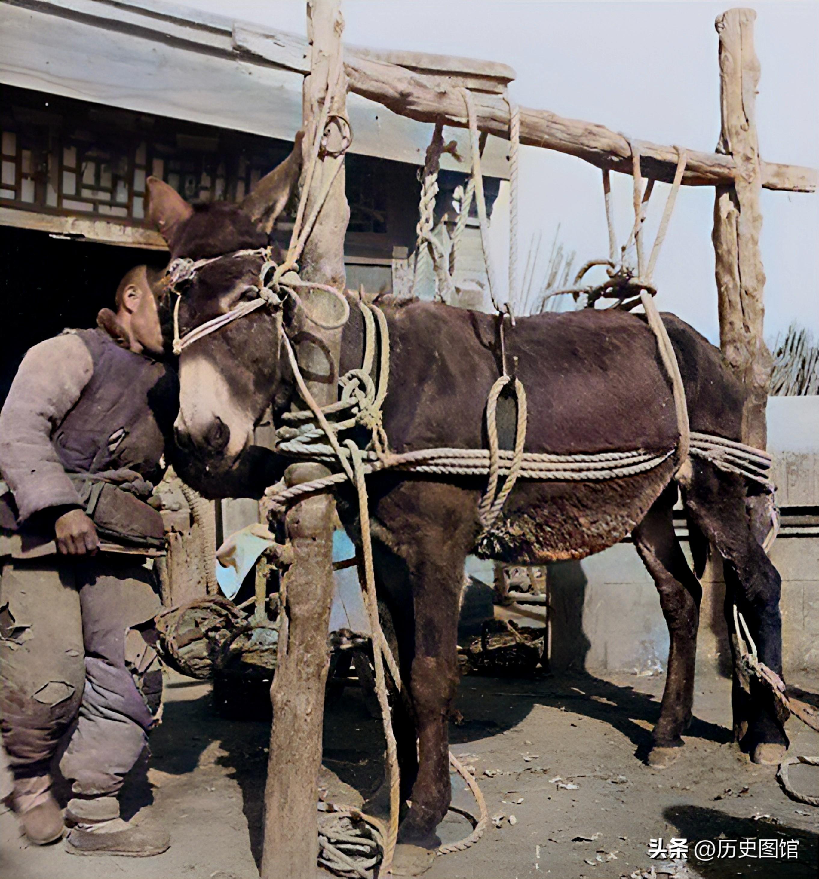 最新修马掌技术、趋势与要点深度探讨